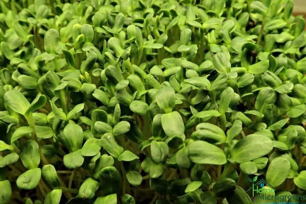 sunflower microgreens' nutrition