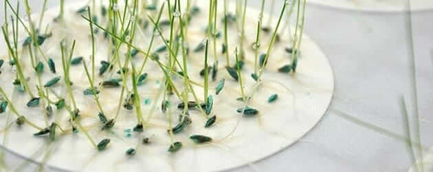are microgreen seeds different from regular seeds