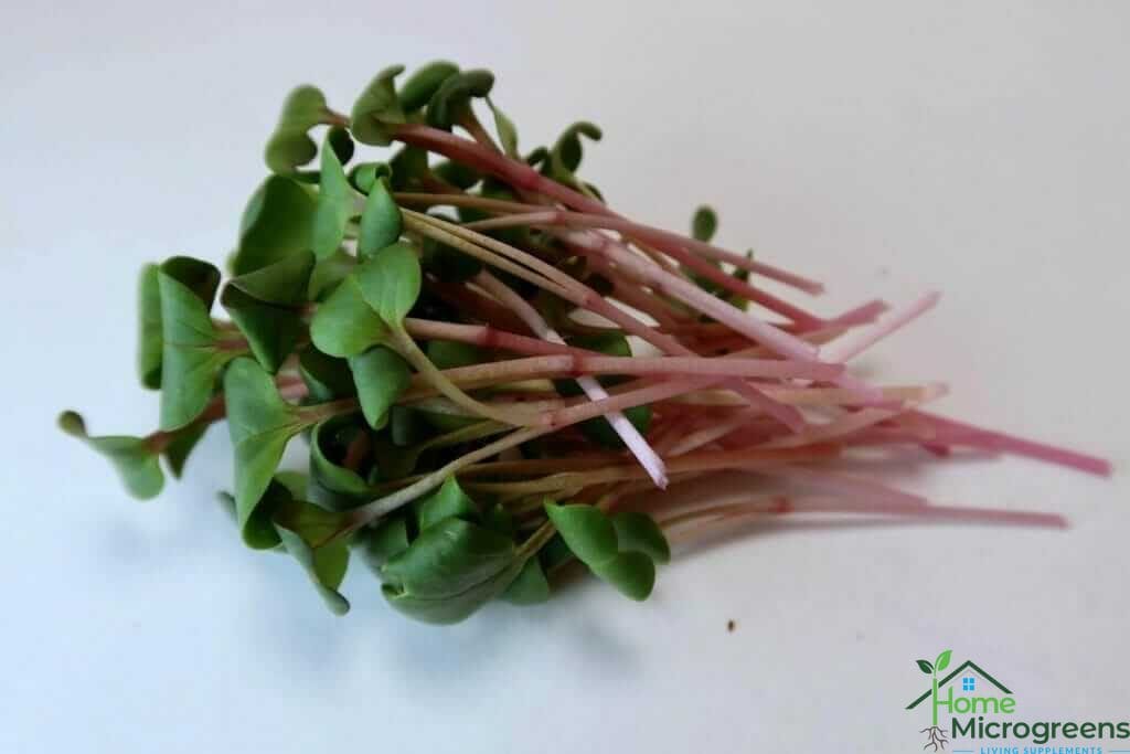 radish microgreen nutrition