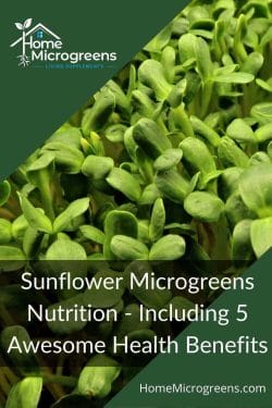 sunflower microgreens nutrition pinterest