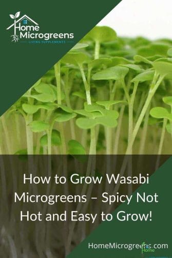 wasabi microgreen article