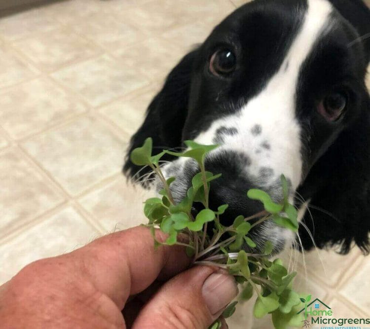 dog eating microgreenss