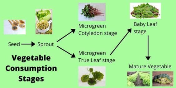 vegetable food stages