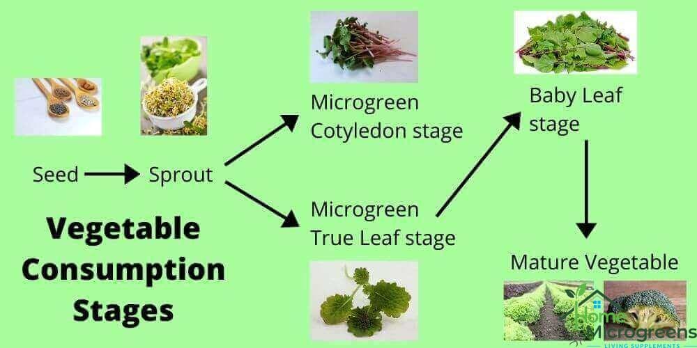 vegetable food stages