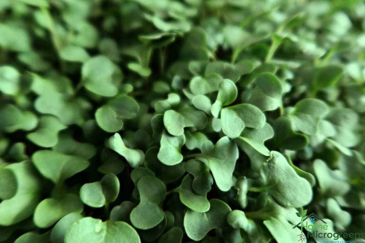 broccoli microgreen nutrition and health benefits