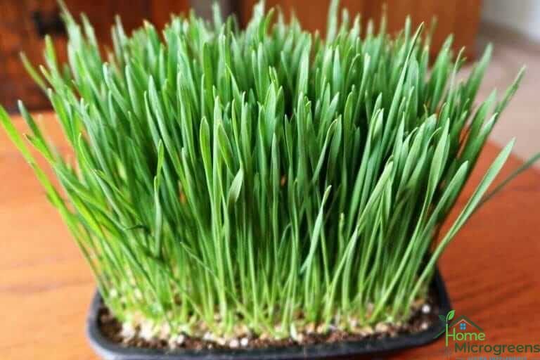 wheat grass tray