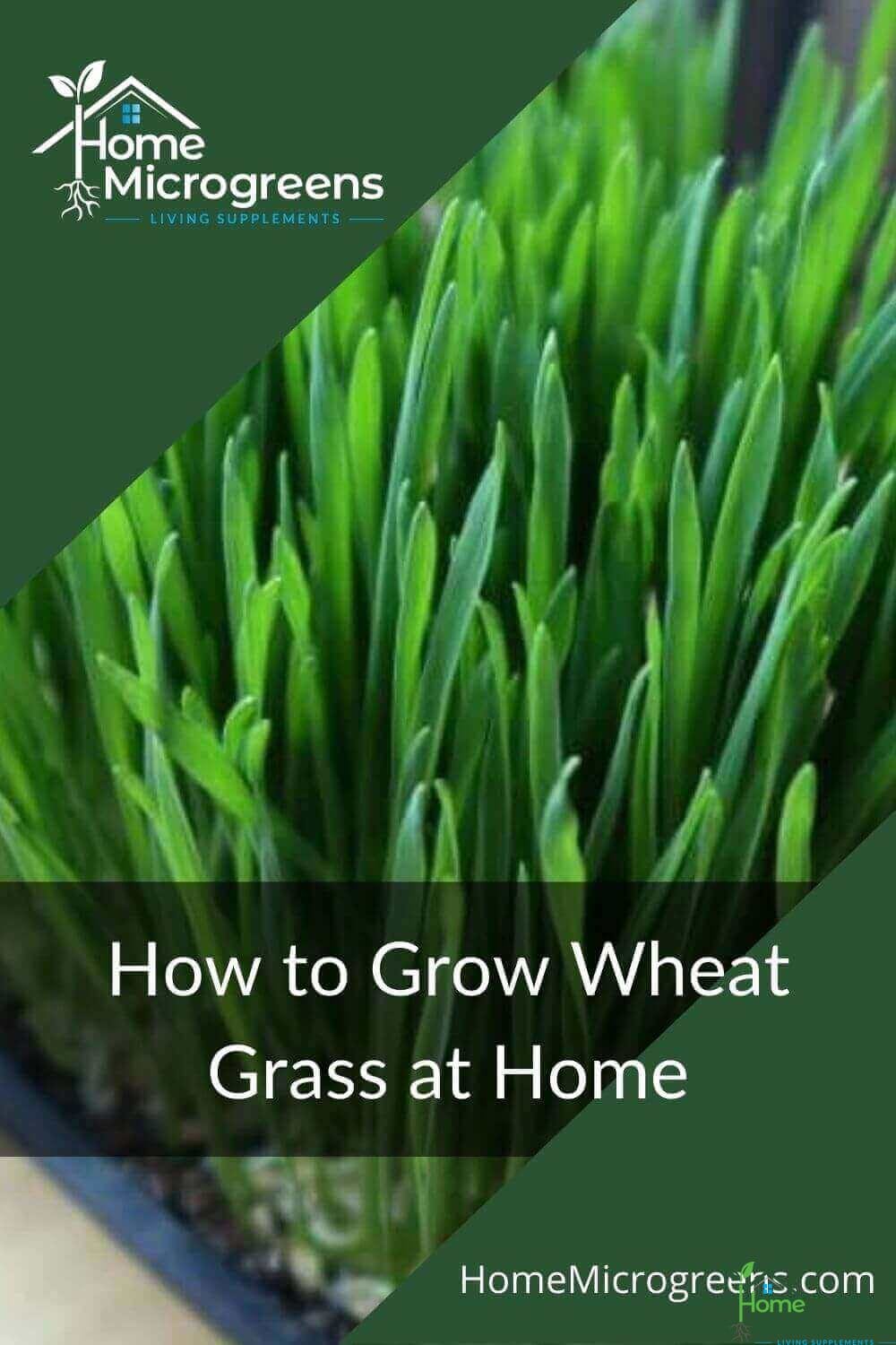 wheatgrass pin