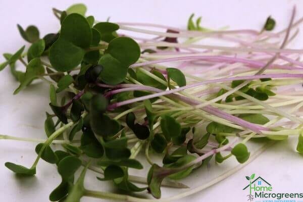 mixed microgreens for dogs