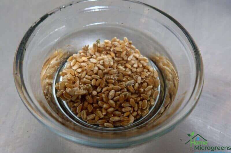 wheat grass seed in ramakin