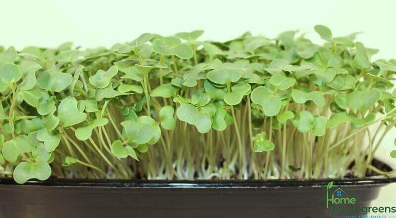 broccoli microgreens