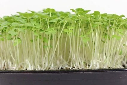 wasabi microgreens ready for harvest
