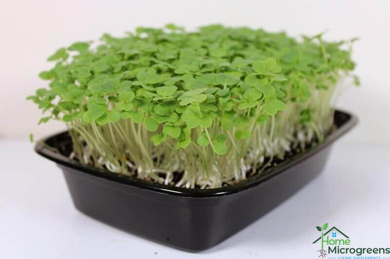 tray of wasabi microgreens
