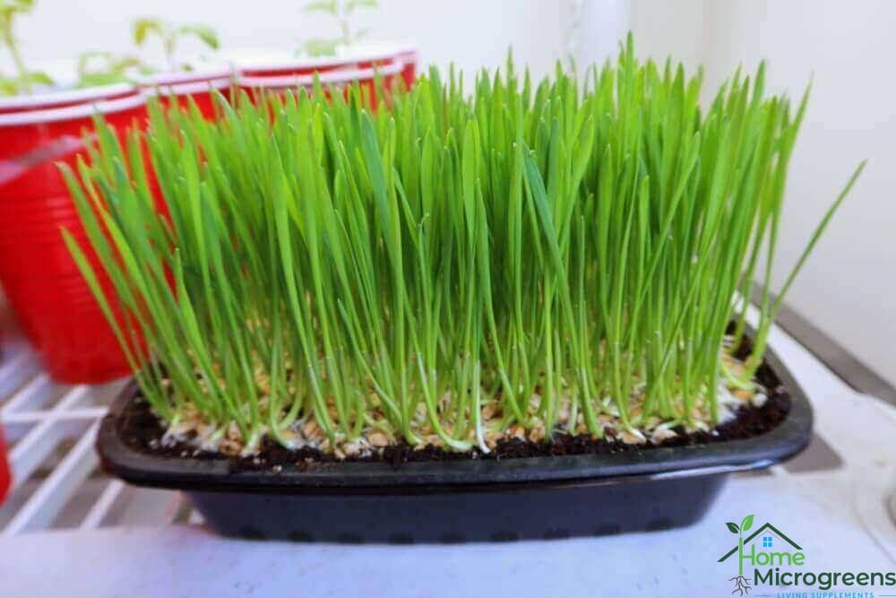 wheat grass almost ready for juicing