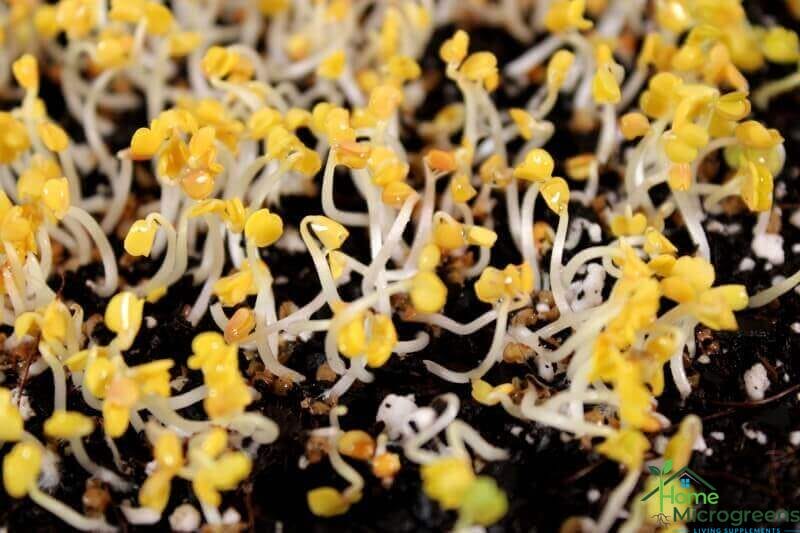 close up of arugula microgreens out of the blackout period