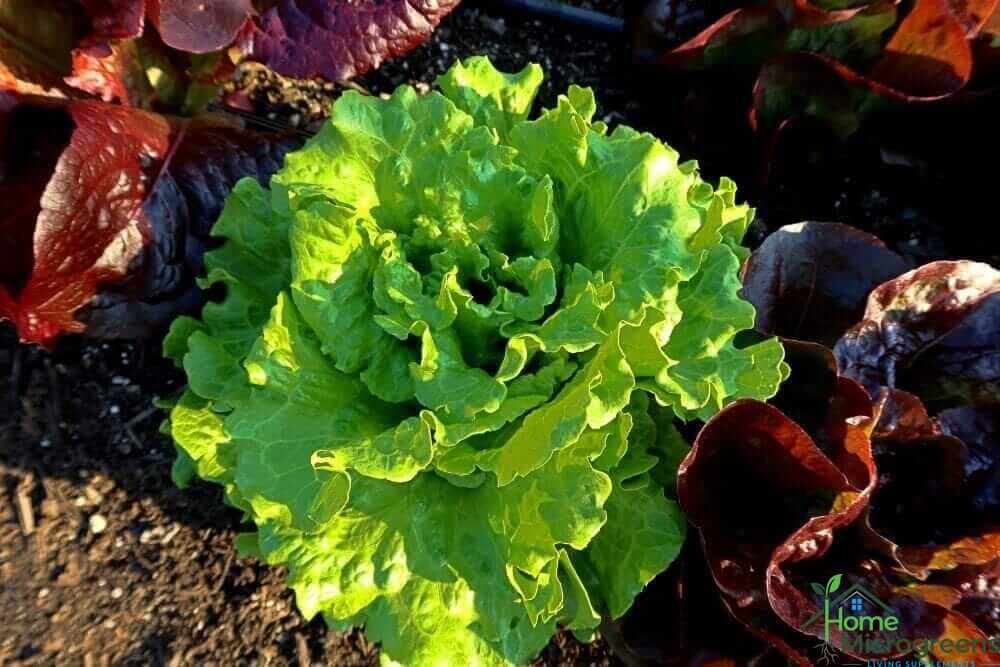 green summer crisp lettuce