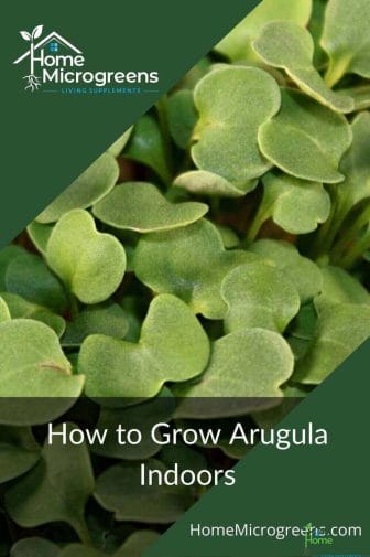 how to grow arugula
