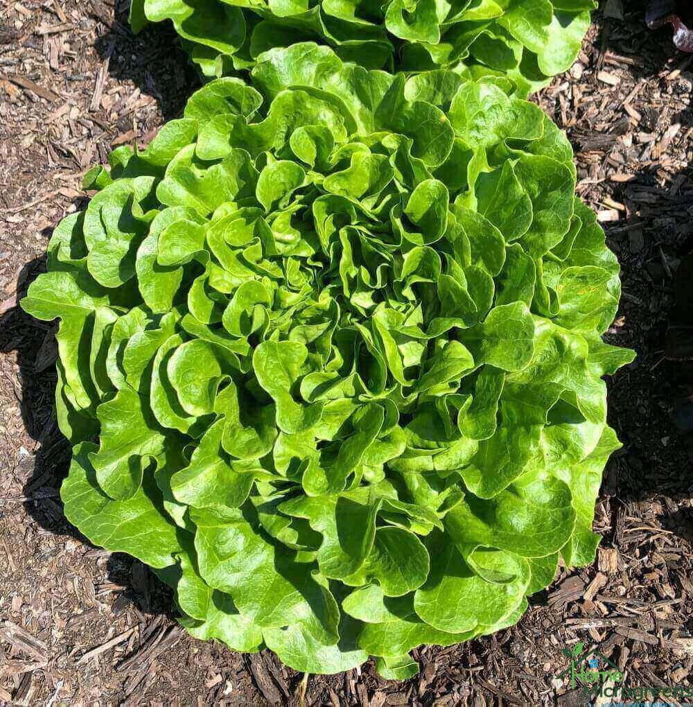 Salanova green oak leaf lettuce head