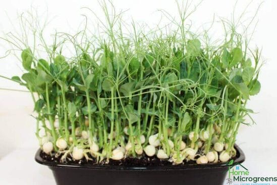 growing pea shoots