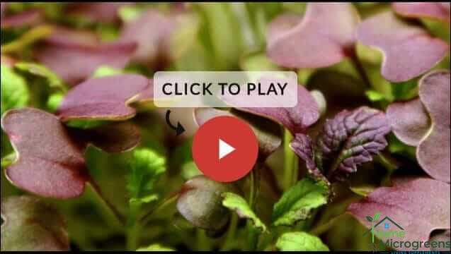 home microgreens grow video