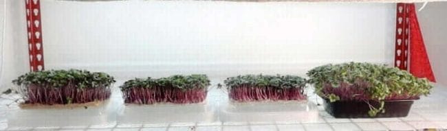 microgreens grown on grow mats