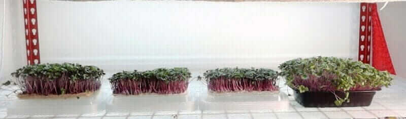 microgreens grown on grow mats
