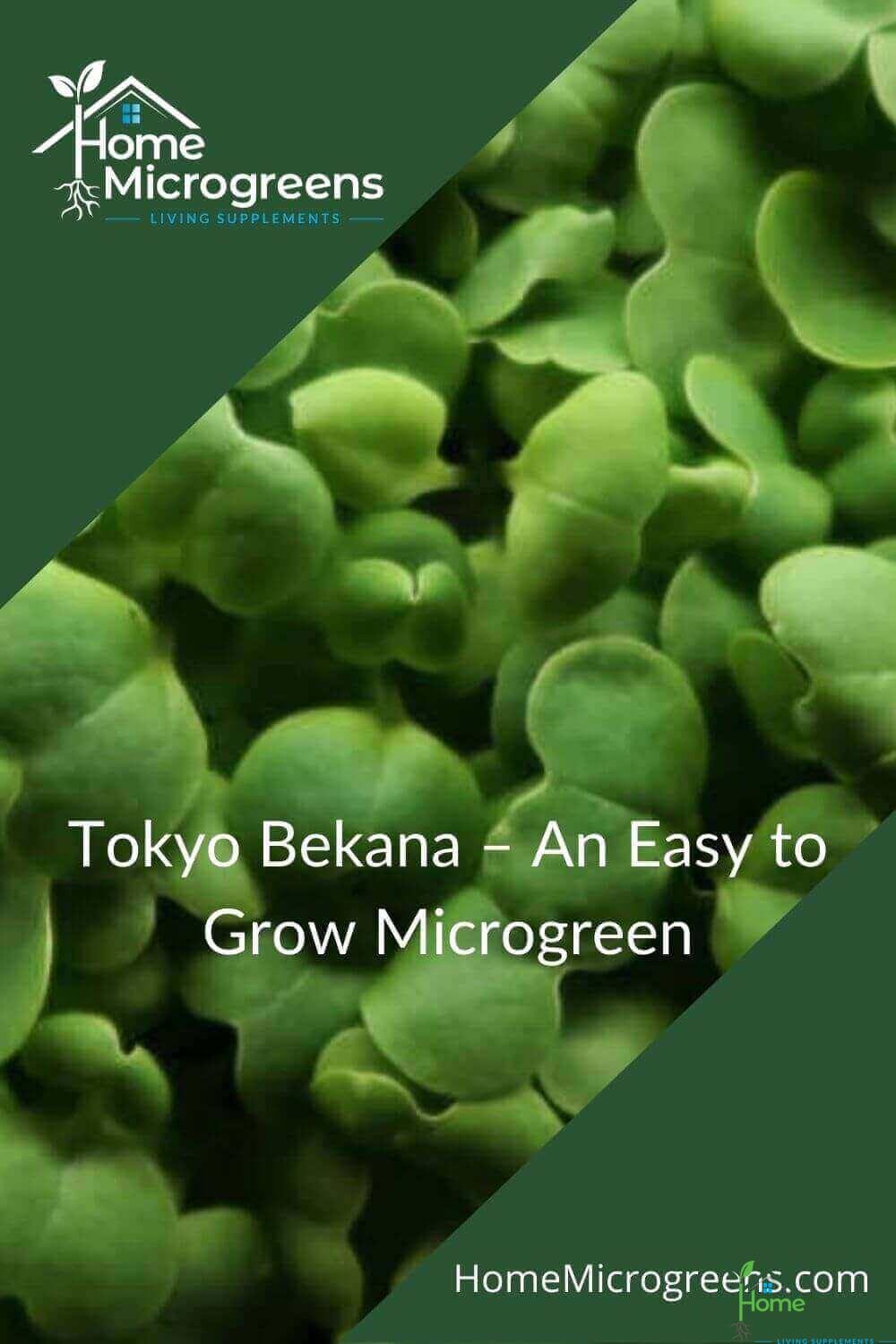 tokyo bekana microgreens