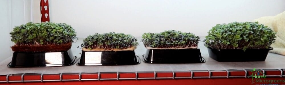 best microgreen growing mediums after the test