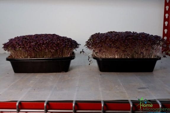 red lace microgreens on day 11