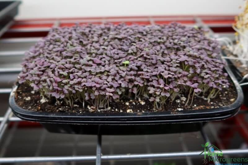 red lace mustard microgreens 5 days after planting using the weighted method