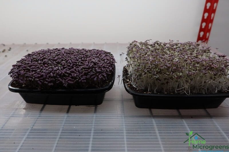 day 6 for red lace mustard microgreens.