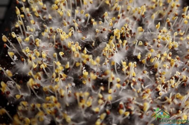 mustard microgreen root hairs