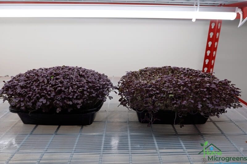 red lace microgreens 15-days after planting