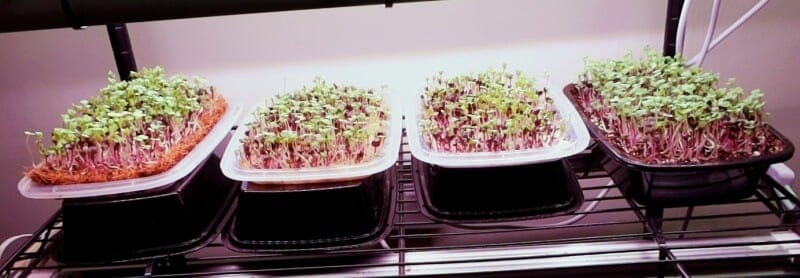 growing microgreens under lights