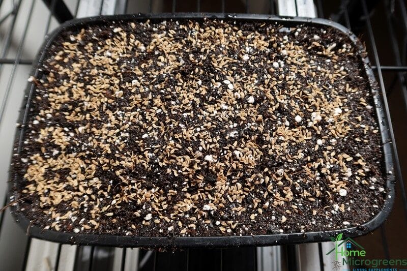 carrot seeds germinate in 5-days