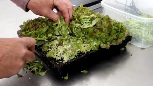 cutting lettuce microgreens