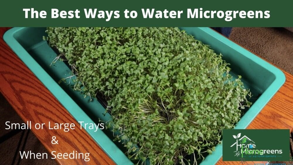 Watering microgreens video cover