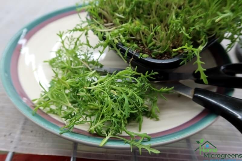 harvesting shungiku microgreens