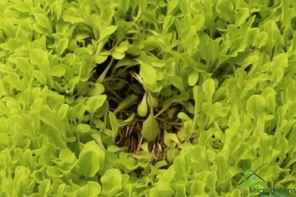 rotting lettuce microgreens