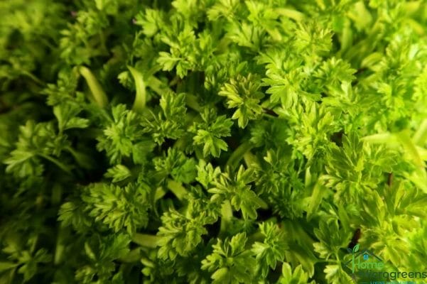 close up of curled chervil microgreens