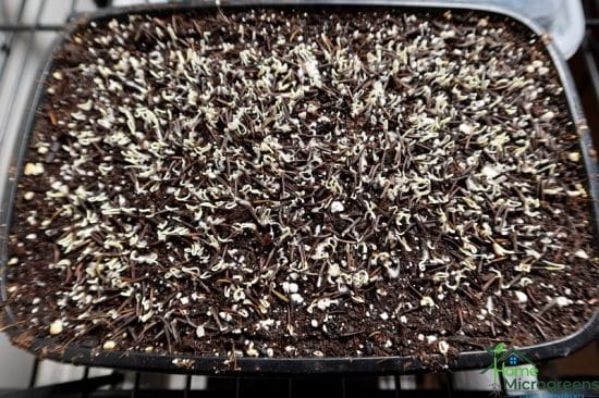 chervil microgreen seeds