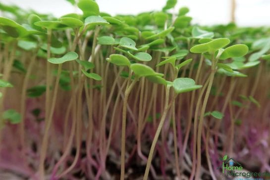 kale microgreens contain a lot of nutrition