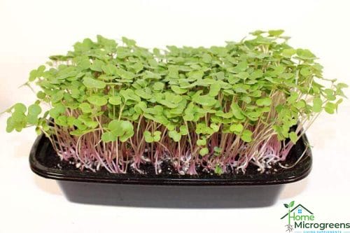 tray of red Russian Kale microgreens
