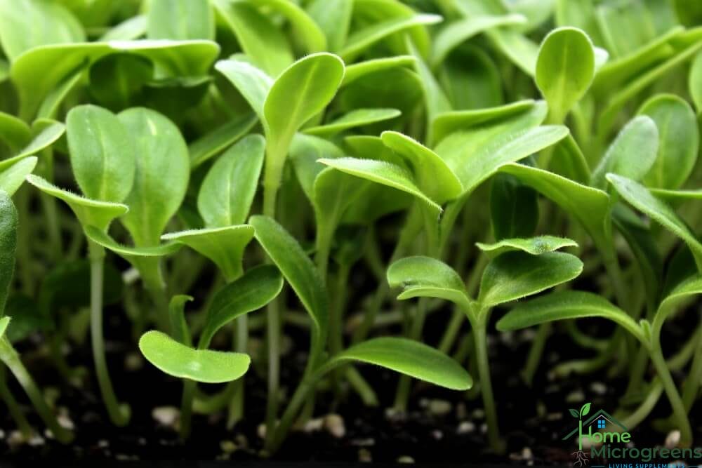 how to grow borage microgreens