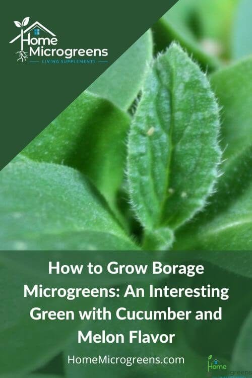 how to grow borage microgreens pin