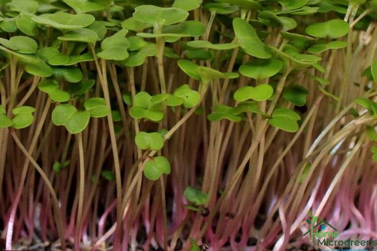 how to grow kale microgreens at home