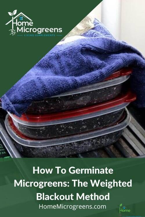 how to germinate microgreens