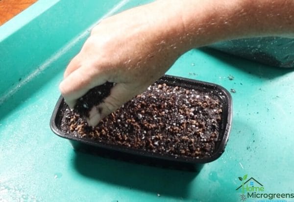 how to germinate microgreens using the buried method