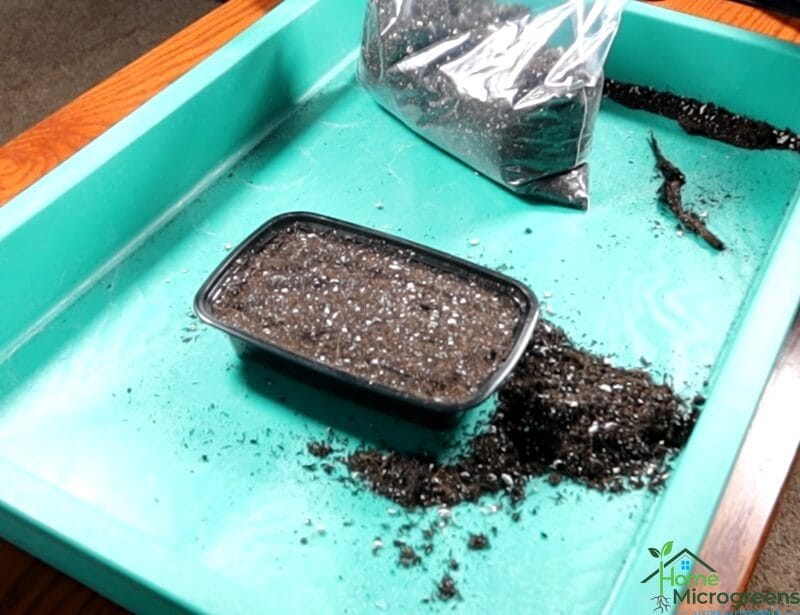 how to germinate microgreens the buried method