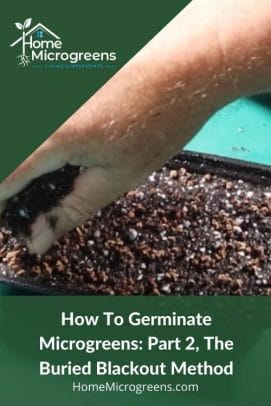 germinating microgreens