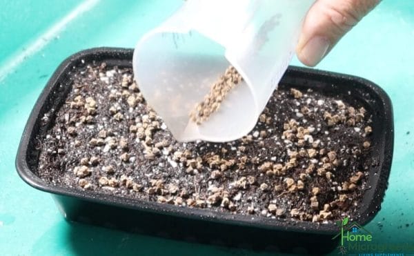 how to germinate seeds using the buried blackout method